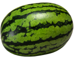 せみしぐれ